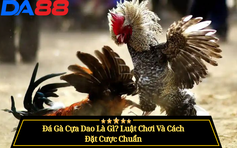 Đá Gà Cựa Dao Là Gì