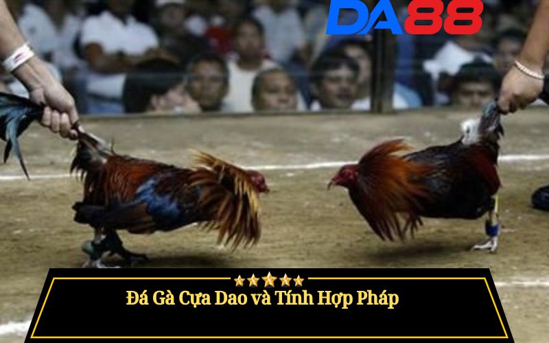 Đá Gà Cựa Dao Là Gì