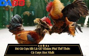 Đá Gà Cựa Sắt Là Gì