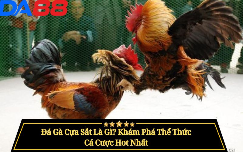 Đá Gà Cựa Sắt Là Gì