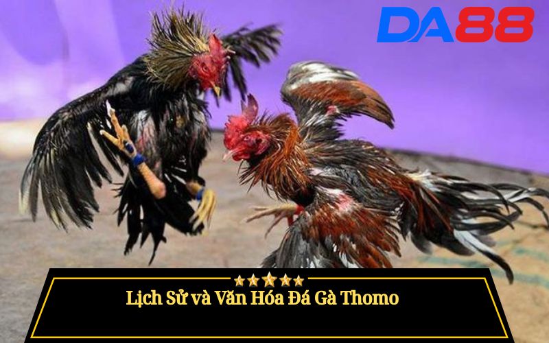 Đá Gà Thomo Là Gì