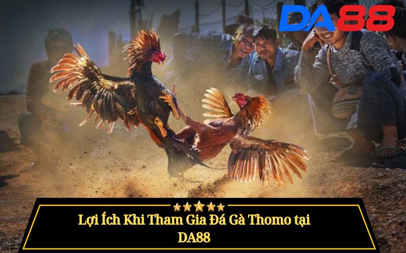 Đá Gà Thomo Là Gì