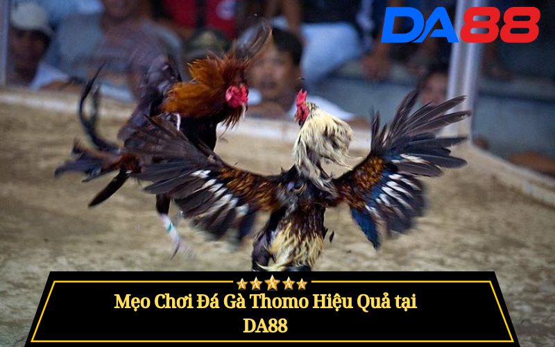 Đá Gà Thomo Là Gì